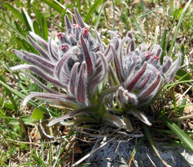 Cynoglossum magellense / Lingua di cane della Majella